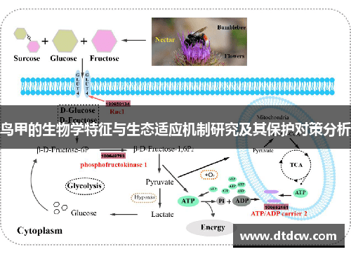 鸟甲的生物学特征与生态适应机制研究及其保护对策分析